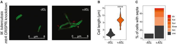 Figure 4