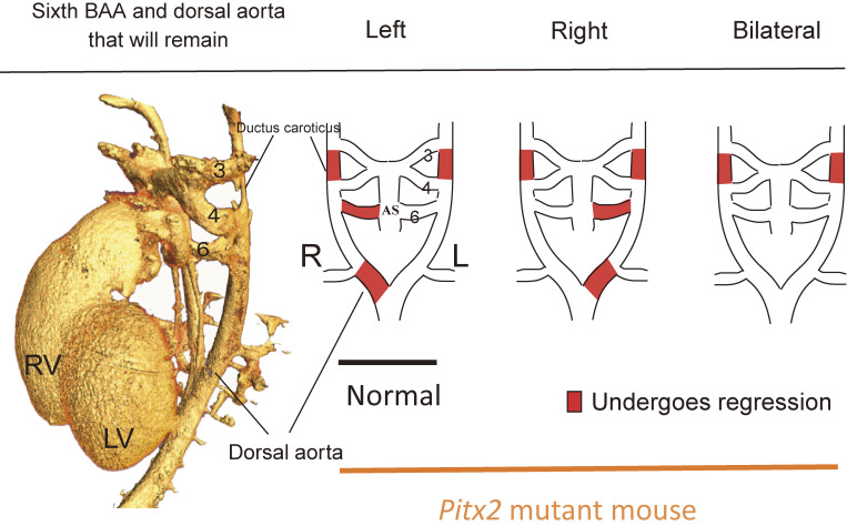 Figure 11. 