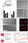 FIGURE 5: