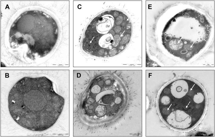 FIGURE 3