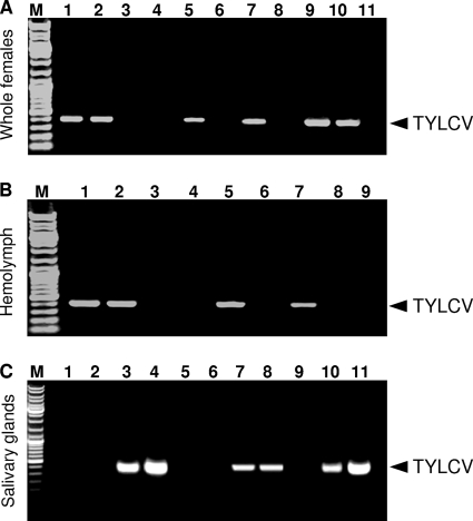 FIG. 6.