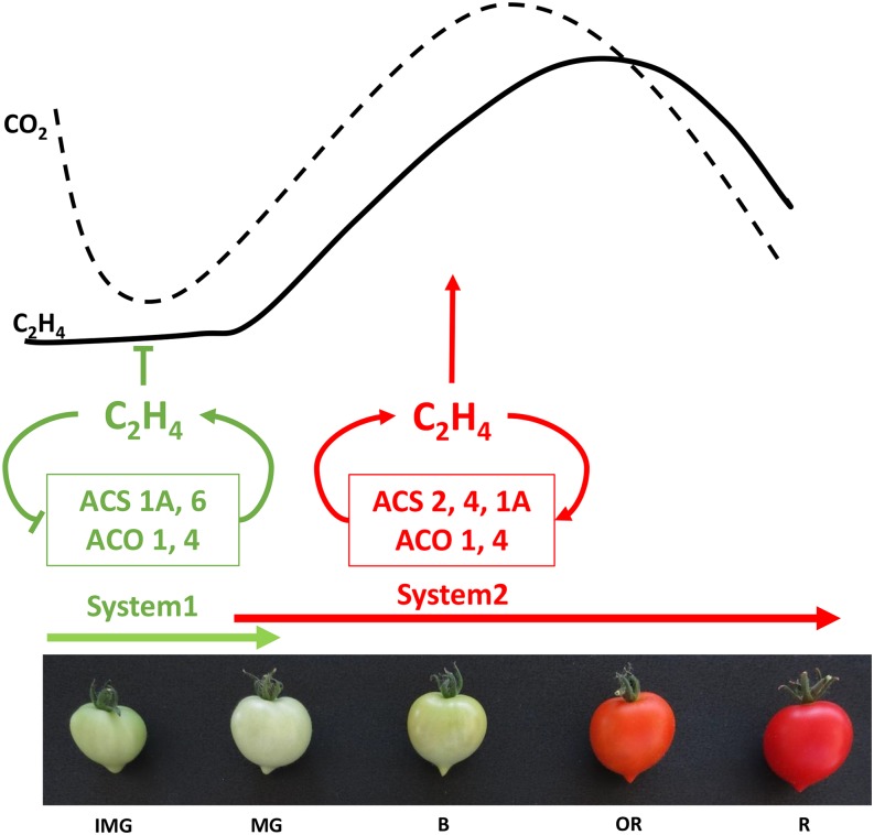 Figure 4.