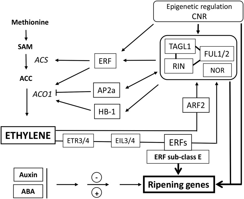 Figure 5.