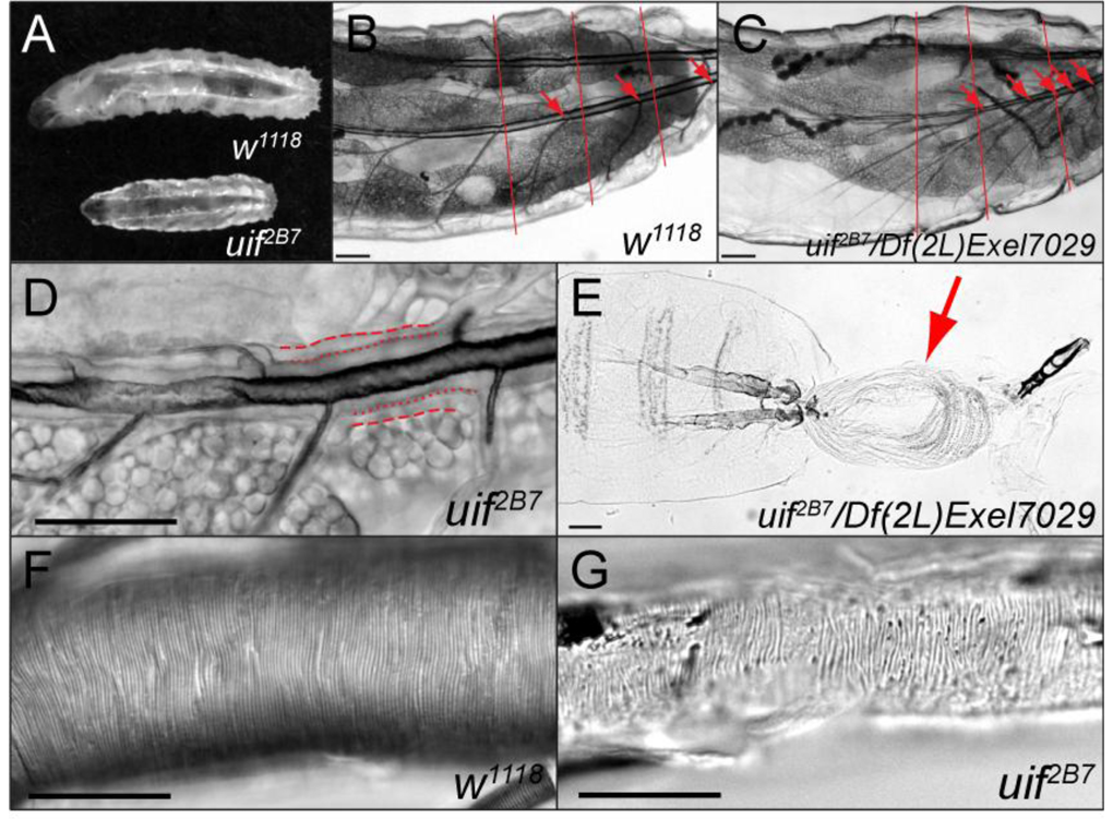 Fig. 5