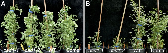 Fig. 4.