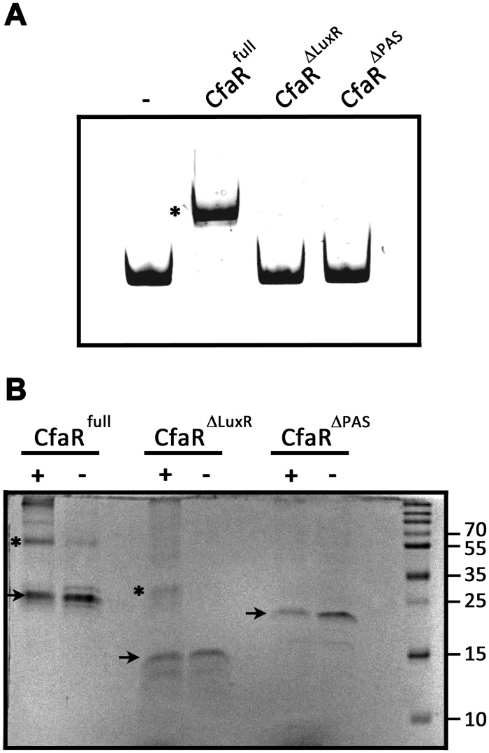 Fig 5