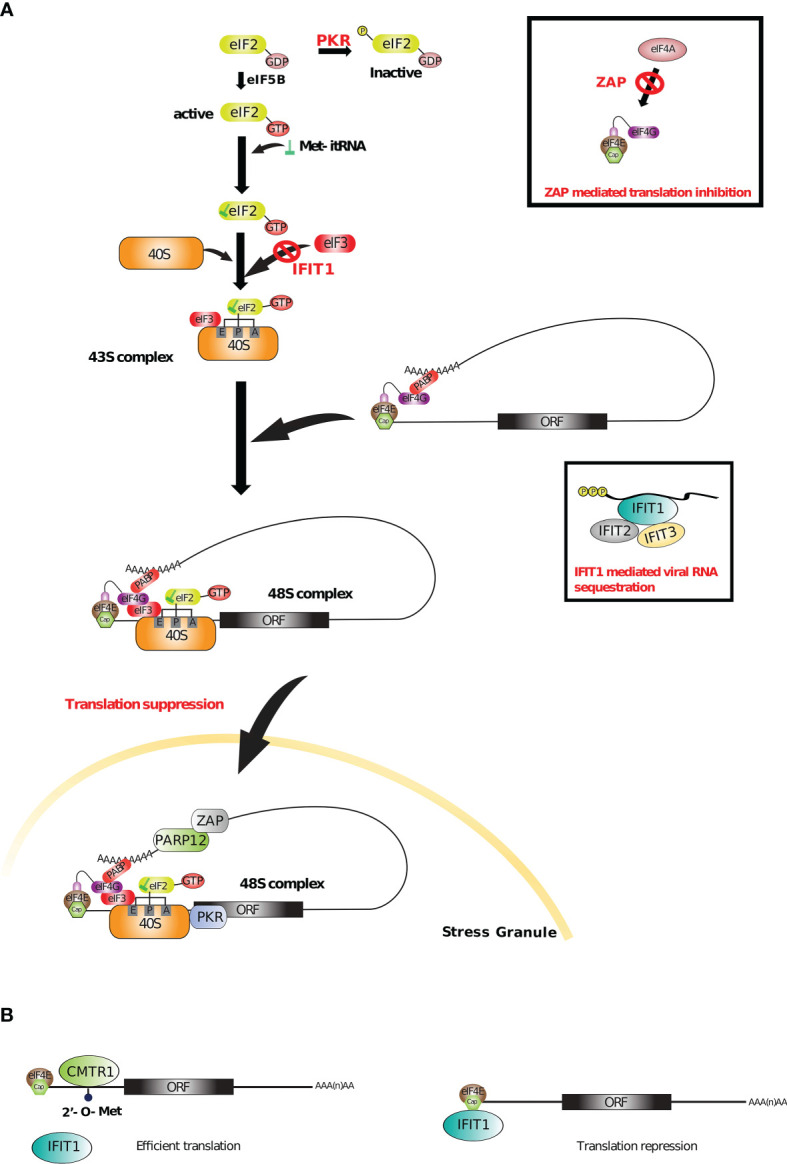 Figure 5