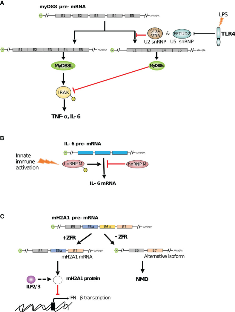 Figure 2