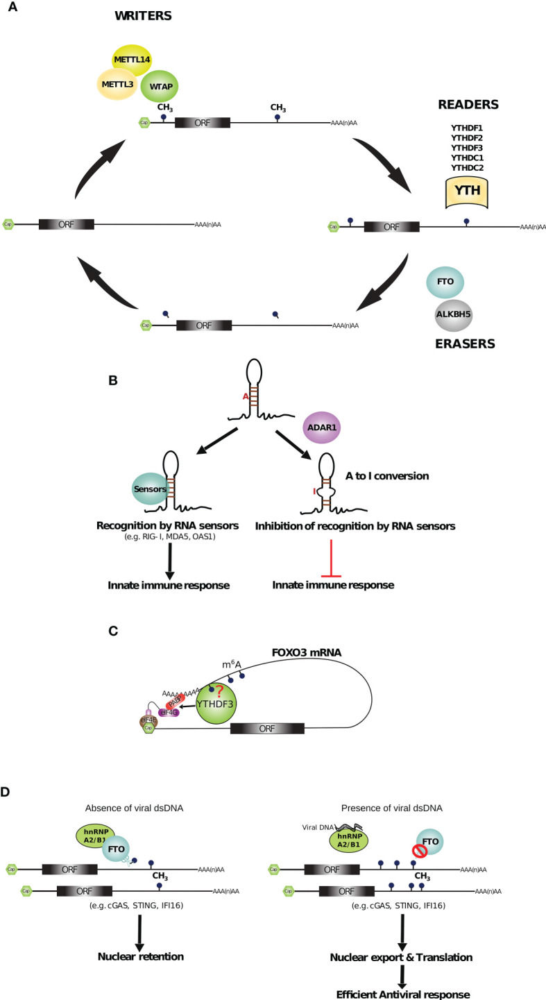 Figure 7