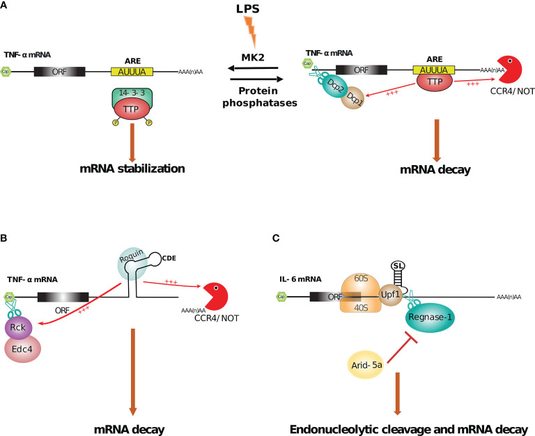 Figure 6