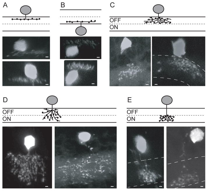 Fig 2