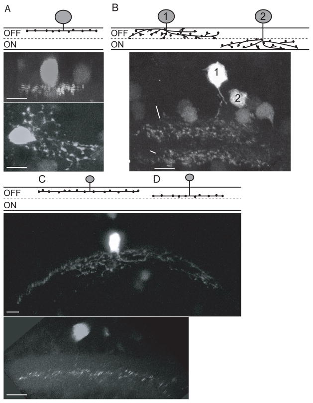 Fig 3