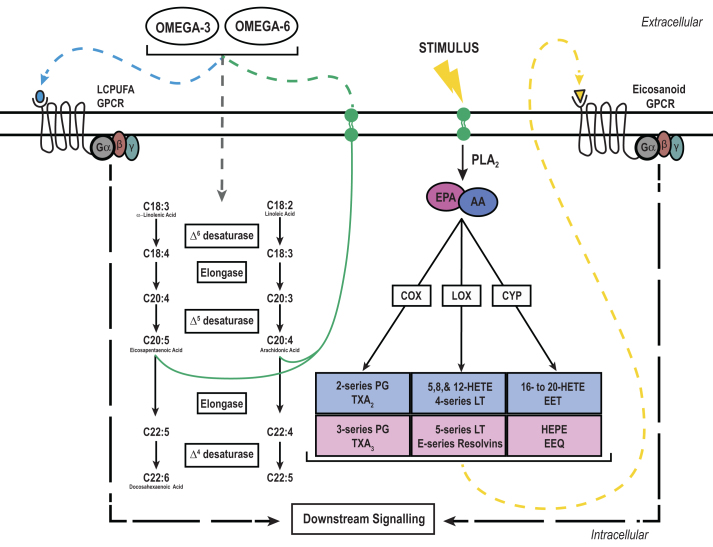 Fig.2