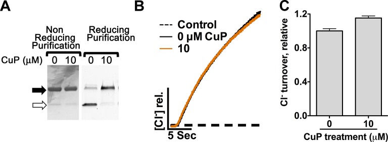 Figure 4—figure supplement 1.