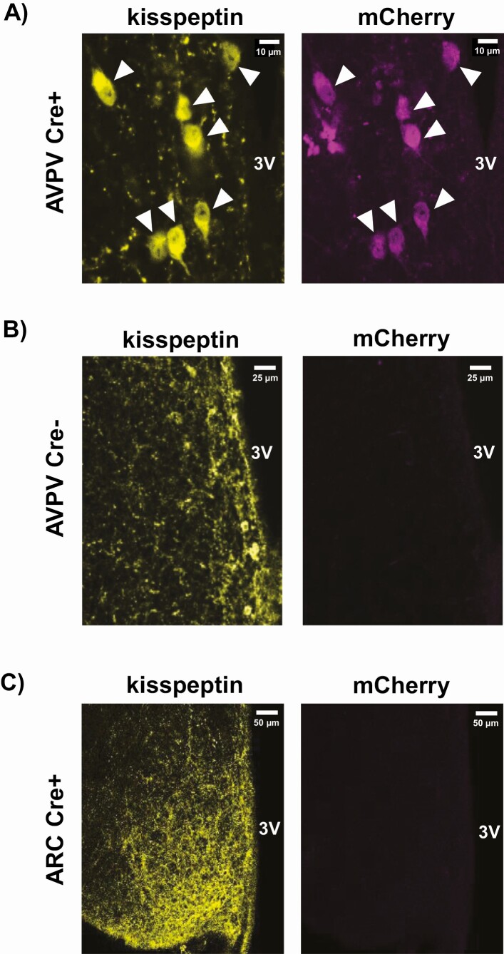 Figure 2.