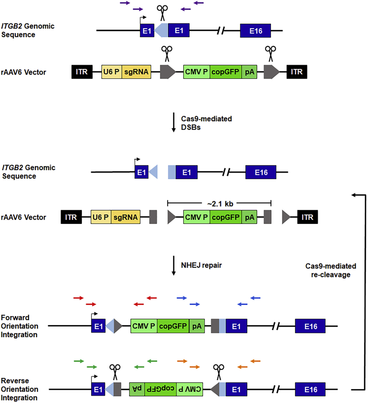 Figure 1