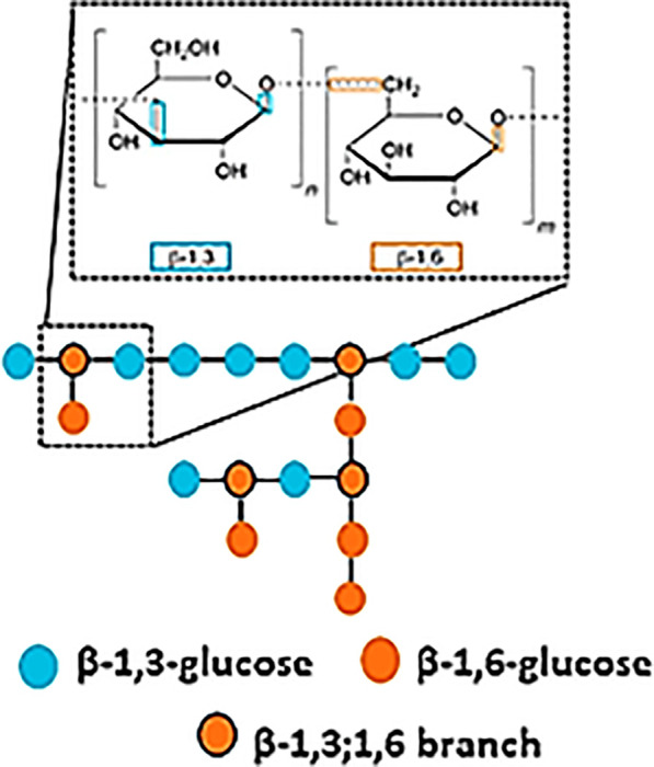 Dectin-1 Signaling Update: New Perspectives for Trained Immunity - PMC