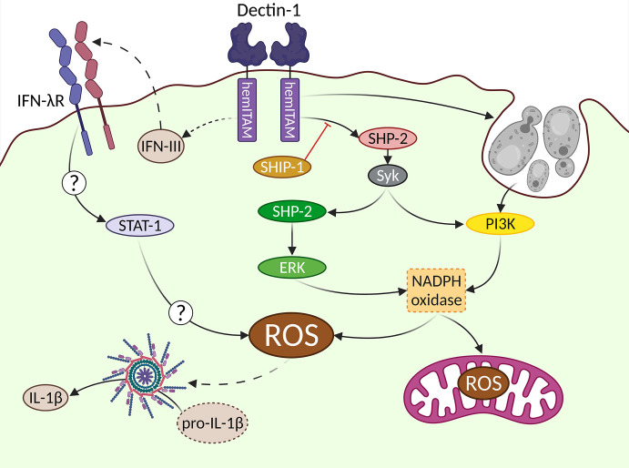 Figure 2