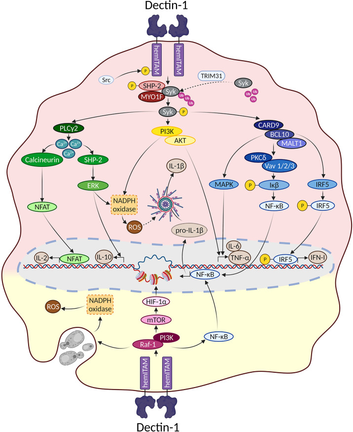 Dectin-1 Signaling Update: New Perspectives for Trained Immunity - PMC