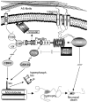 Fig. 7.