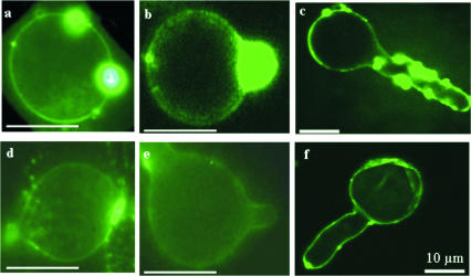 FIG. 4.