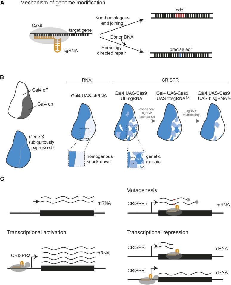 RNA Interference (RNAi) Screening in Drosophila - PMC