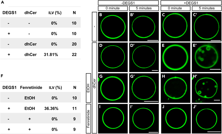 Figure 5