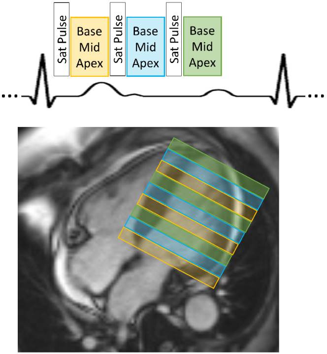 MRM-29229-FIG-0001-c