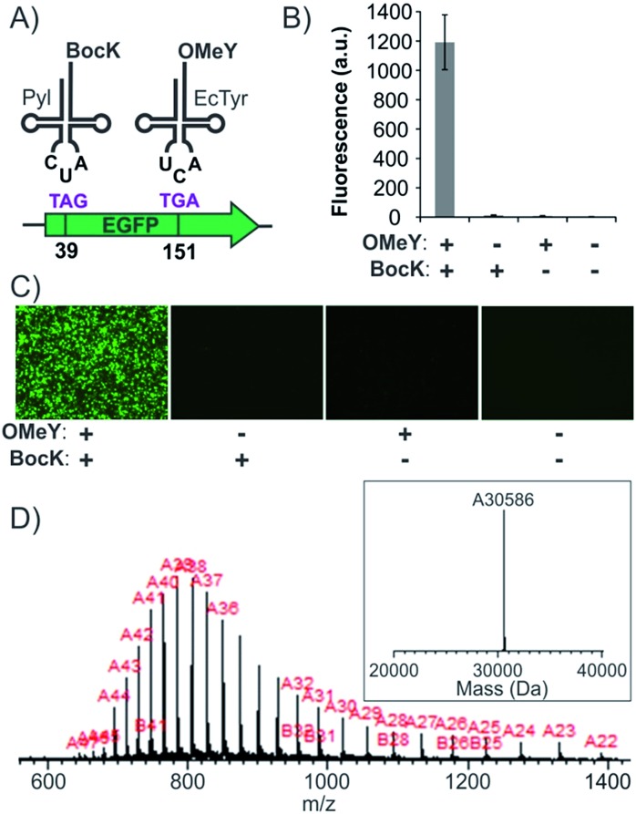 Fig. 4