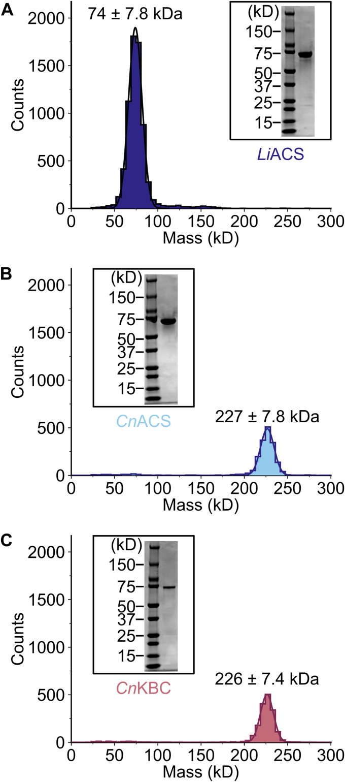 Figure 2