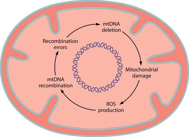 Fig 8