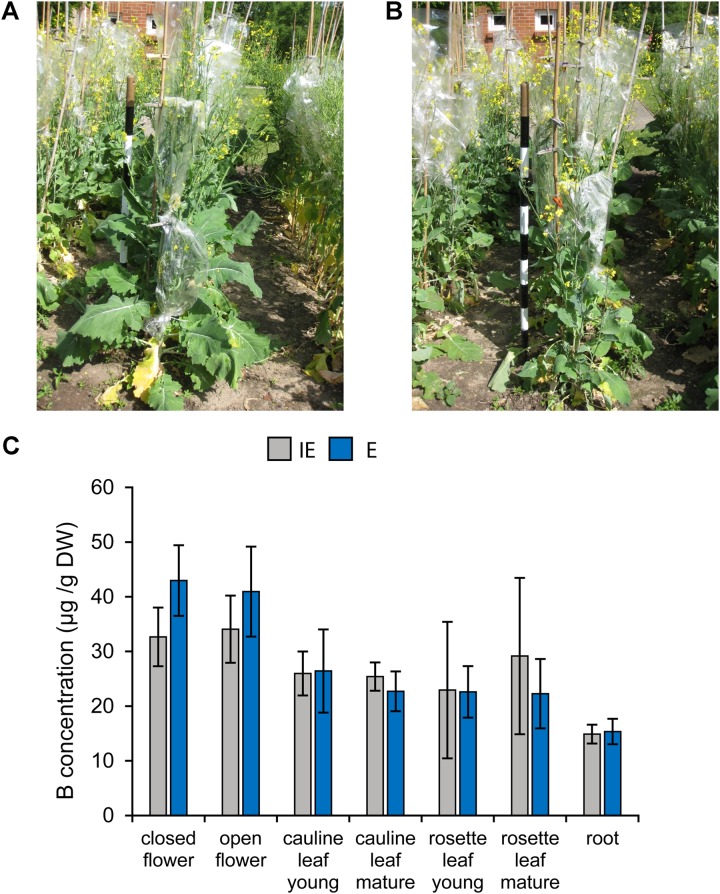 FIGURE 11