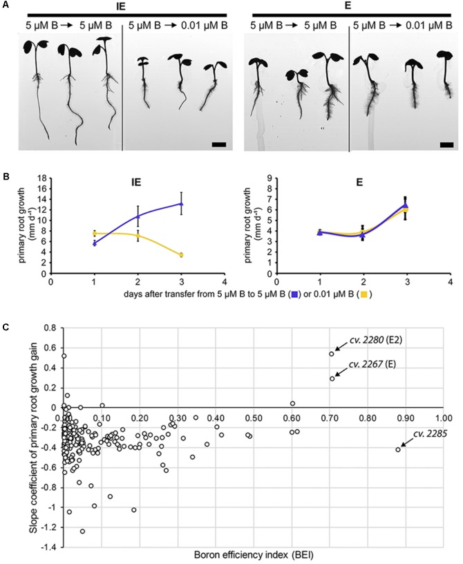 FIGURE 6