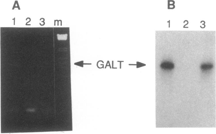 graphic file with name pnas01066-0567-a.jpg