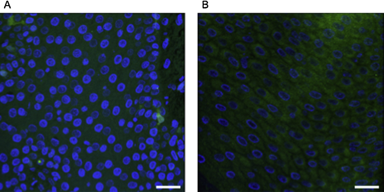 Supplementary Fig. 1