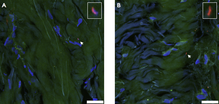 Supplementary Fig. 2