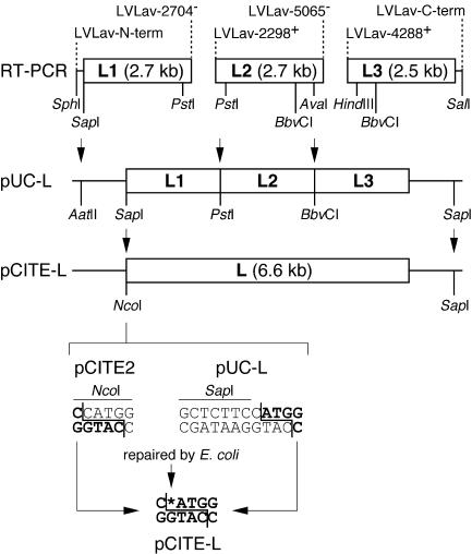 FIG. 1.