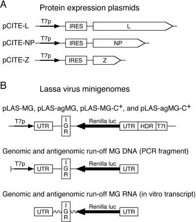 FIG. 2.