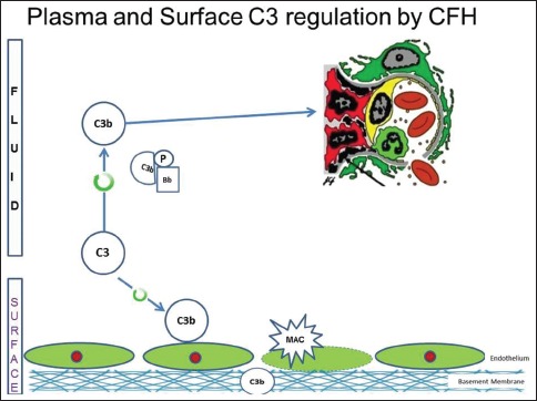 Figure 2c