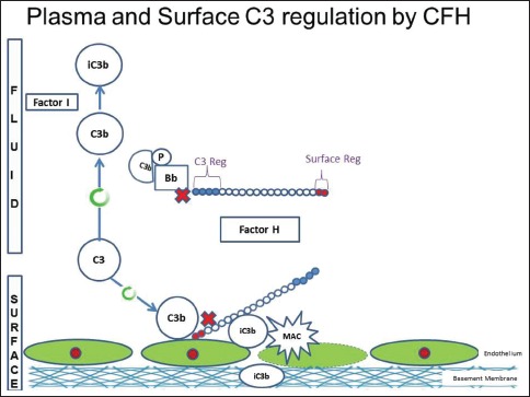 Figure 2a