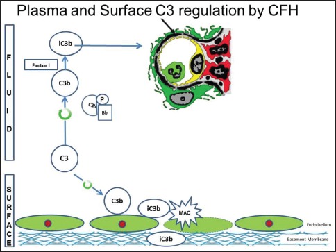 Figure 2b