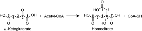 SCHEME 1.