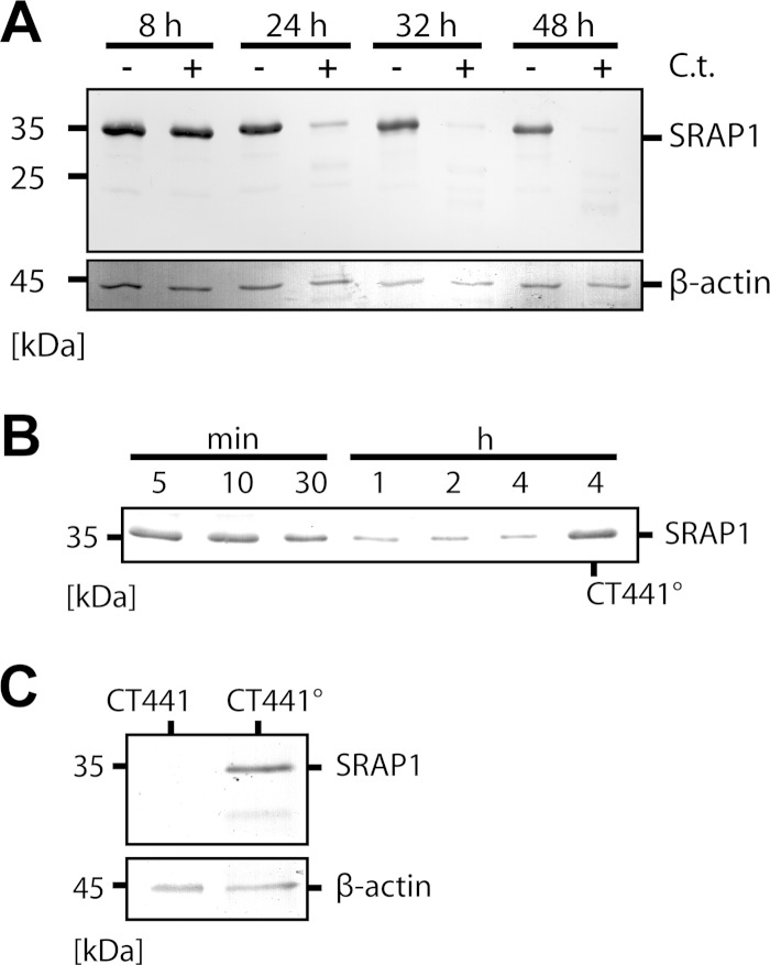 FIG 3