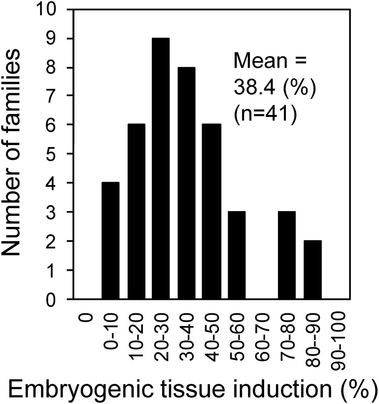 Figure 1. Frequency distribution of embryogenic tissue induction (%) in each seed family of Cryptomeria japonica 2nd generation plus trees. In each seed family 50 explants were cultured for embryogenic tissue induction. From 2016 to 2018, 41 artificially pollinated seed families were used for embryogenic tissue induction, and induction frequencies were determined 3 months after the initial culture.