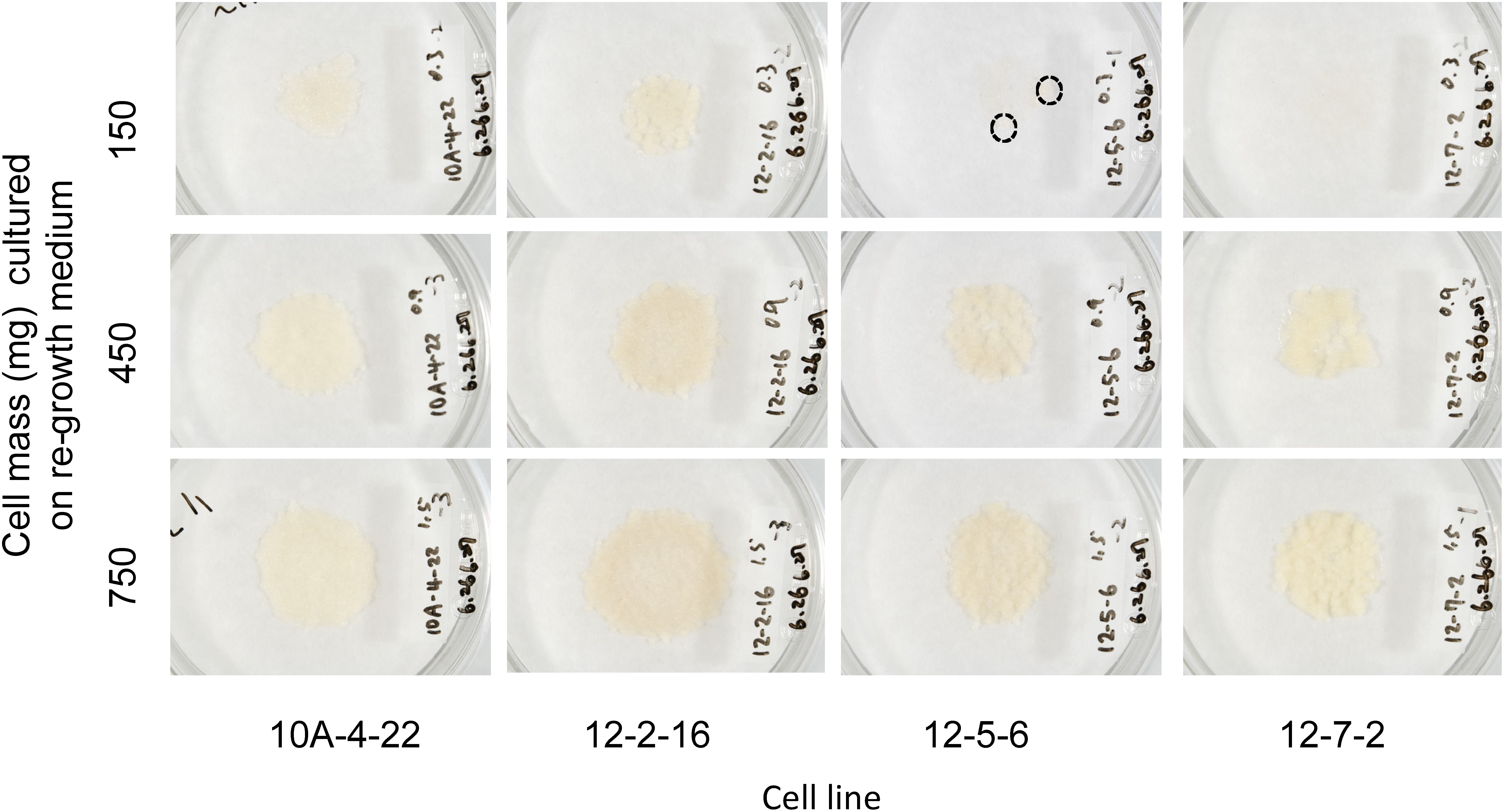 Figure 4. Effect of cell mass cultured per dish on regrowth in four cell lines of cryopreserved Cryptomeria japonica embryogenic tissue. Images were taken 4 weeks after thawing. Cryopreserved cell lines 10A-4-22 and 12-2-16 regrew successfully in 150, 450, and 750 mg cell mass. Although cell line 12-5-6 regrew slightly in 150 mg (dotted circle) and cell line 12-7-2 did not regrow, these two cell lines regrew successfully in 450 and 750 mg. The diameter of the dishes was 9 cm.