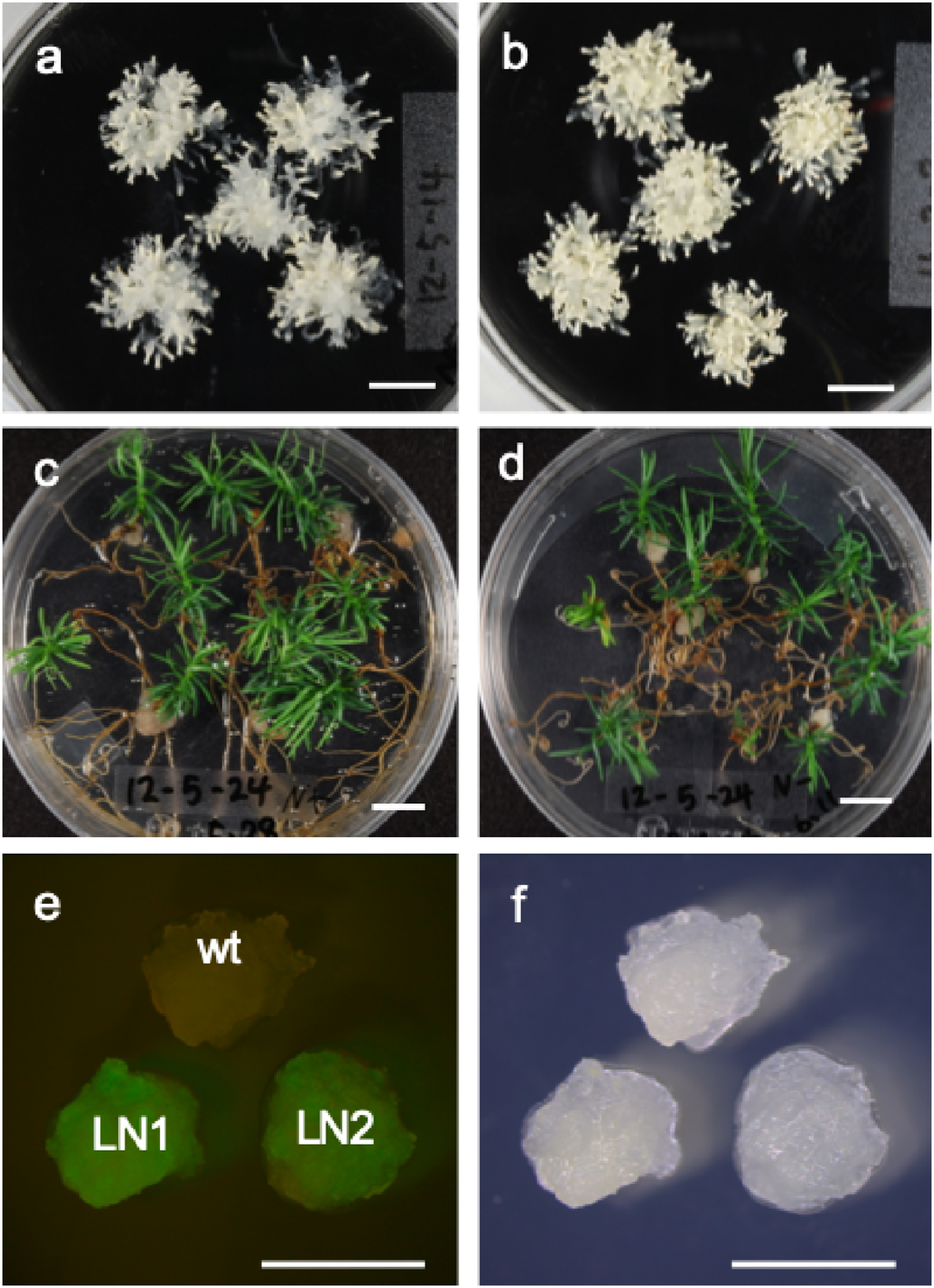 Figure 7. Somatic embryogenesis, plantlet regeneration, and genetic transformation in cryopreserved Cryptomeria japonica embryogenic tissue. Mature somatic embryos were formed from cryopreserved (a) and non-cryopreserved embryogenic tissue (b), and plantlets were regenerated from embryos derived from cryopreserved (c) and non-cryopreserved embryogenic tissue (d). The gfp gene was expressed in transgenic cells obtained by gene transformation into cryopreserved cells (e, fluorescent image; f, bright-field image). Wt, non-transformed embryogenic tissue; LN1, transformed cell line obtained by gene transformation into cryopreserved cells; LN2, embryogenic tissue obtained by cryopreserving and thawing the transformed cell line (LN1). Bars indicate 1 cm in A, B, C, and D and 5 mm in E and F.