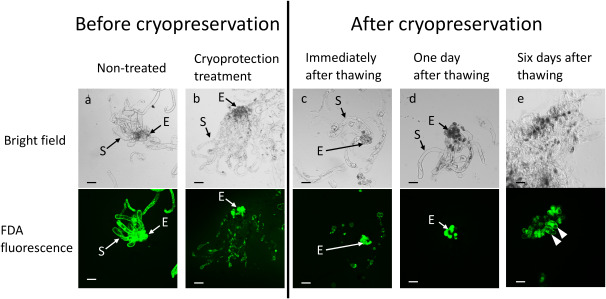 Figure 3. FDA staining of Cryptomeria japonica embryogenic tissue before and after cryopreservation. Embryonic and suspensor cells emitted FDA signals (green fluorescence) before cryoprotectant treatment (a). After treatment of embryogenic tissue by a cryoprotectant solution (b) and immediately after thawing (c), FDA signals of embryonic cells resembled that of nontreated cells, but FDA signals of suspensor cells were plasmolysis-like. After 1 day of thawing, FDA signals were emitted only by embryonic cells (d). FDA signals showing cell regrowth (arrow heads) from embryonic cells after 6 days of thawing (e). E, embryonic cells; S, suspensor cells. Scale bar=200 µm. FDA, fluorescein diacetate; LN, liquid nitrogen.