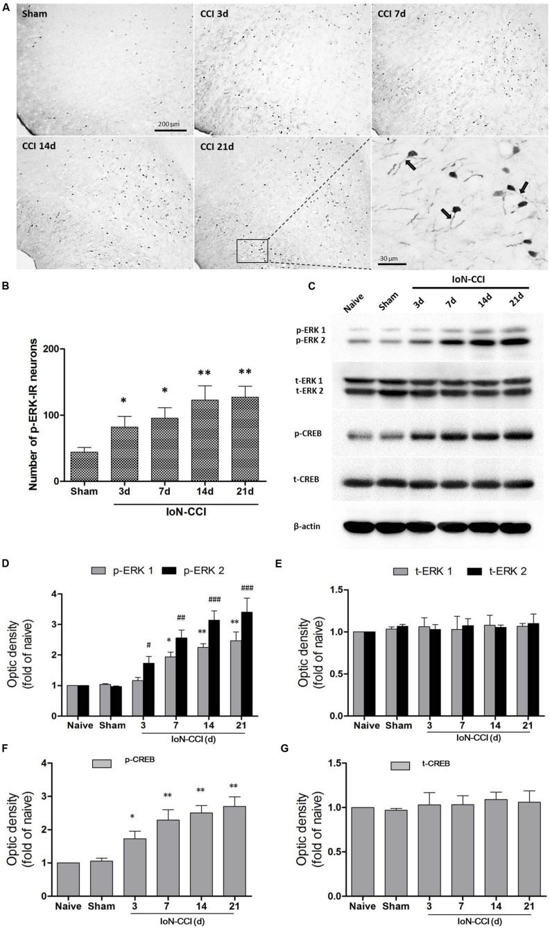 FIGURE 3