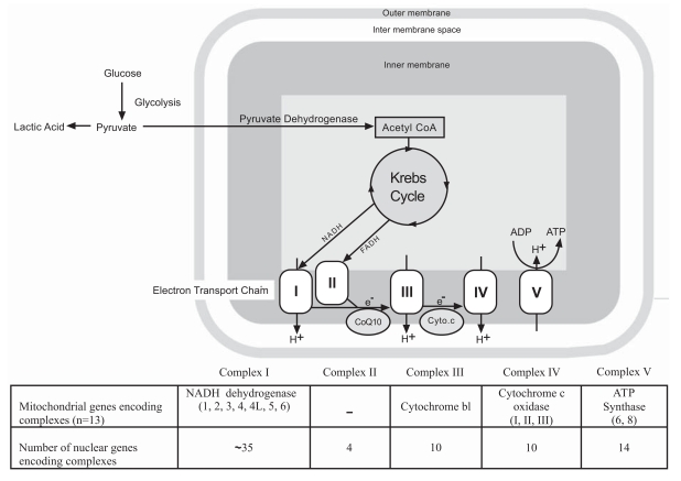 Fig. (1).