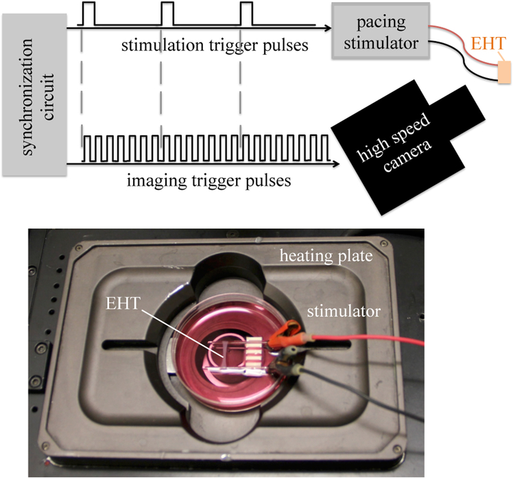 Figure 2: